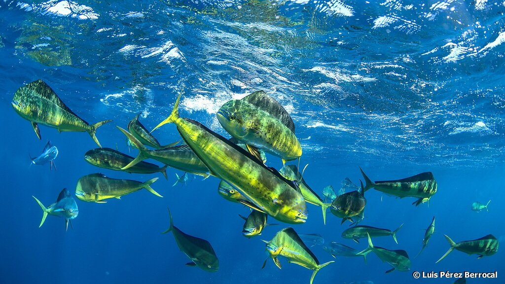 Common Dolphinfish