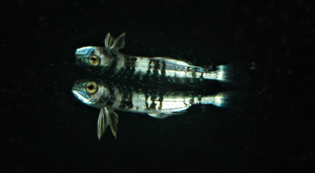 Common Dolphinfish
