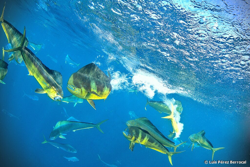 Common Dolphinfish