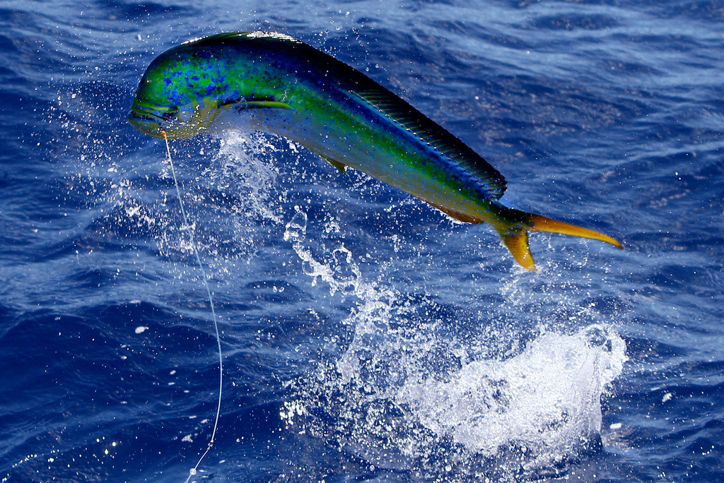 Common Dolphinfish