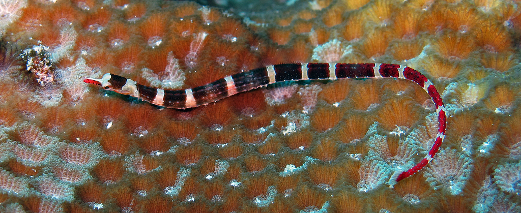 Redbanded Pipefish