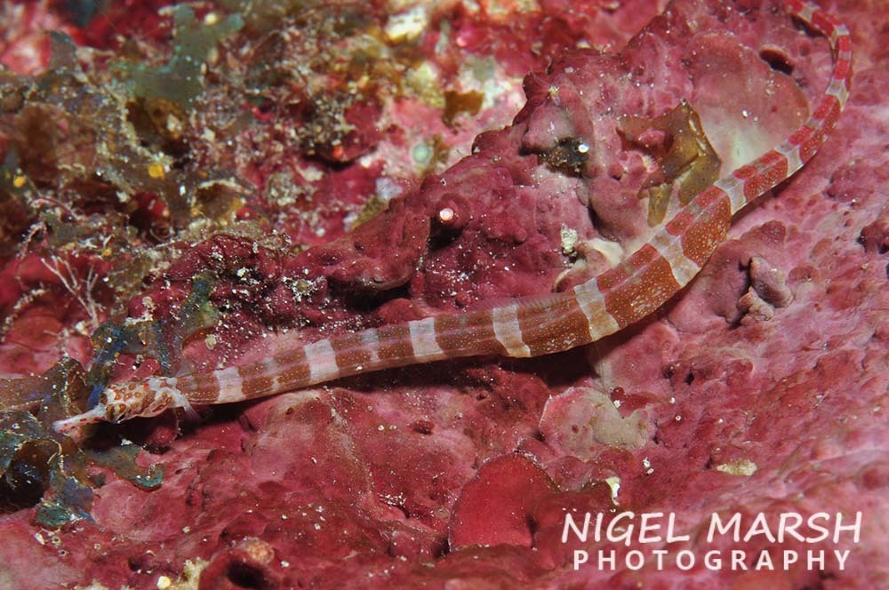 Redbanded Pipefish