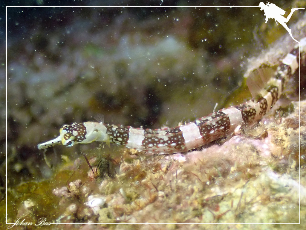 Redbanded Pipefish
