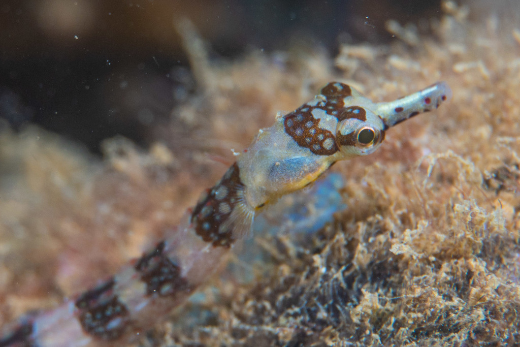 Redbanded Pipefish