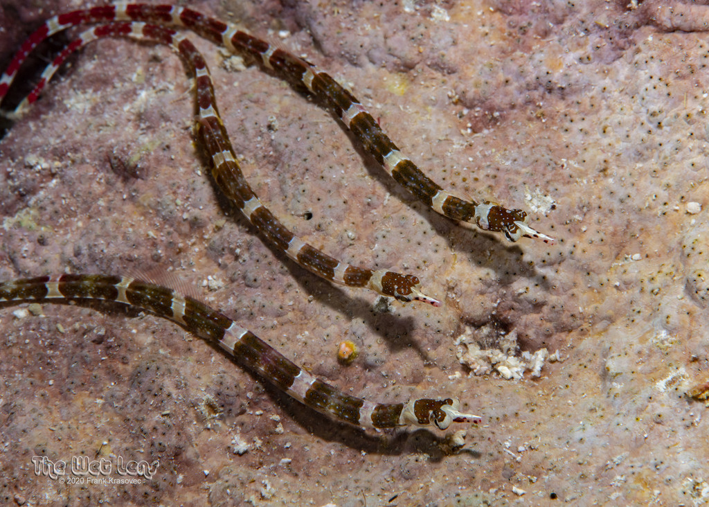 Redbanded Pipefish