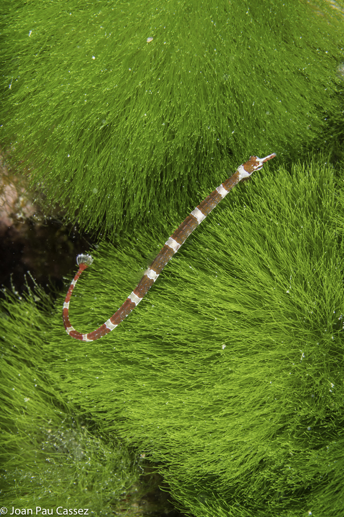 Redbanded Pipefish