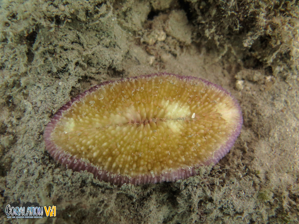 Corail-champignon à rayons