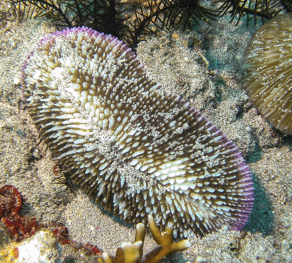 Corail-champignon à rayons