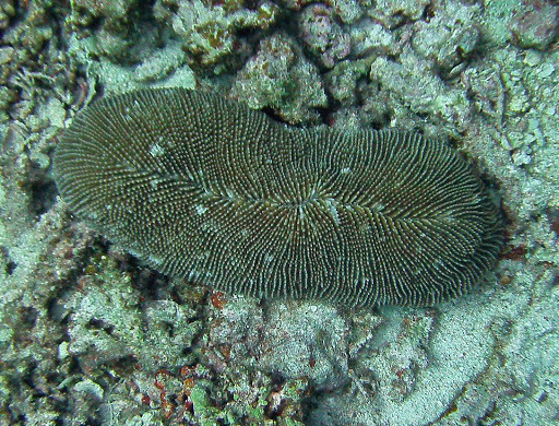 Corail-champignon à rayons