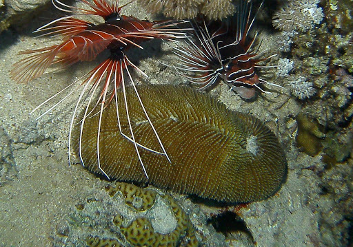 Corail-champignon à rayons