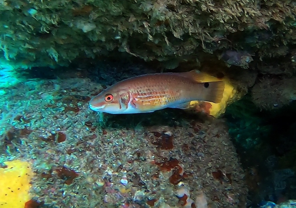 Goldsinny Wrasse
