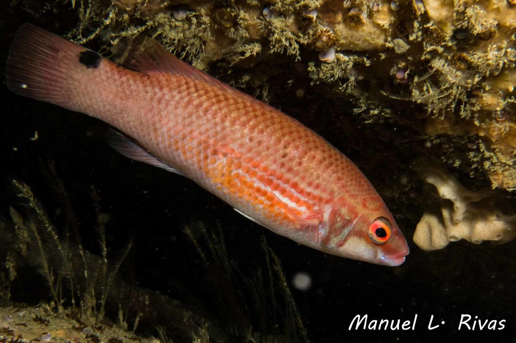 Goldsinny Wrasse