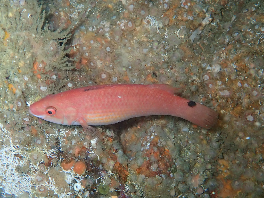Goldsinny Wrasse