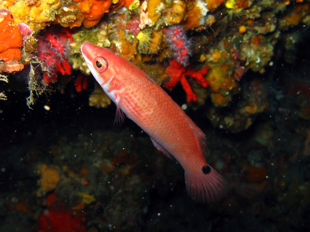 Goldsinny Wrasse