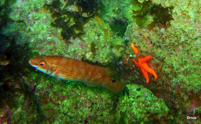 Goldsinny Wrasse