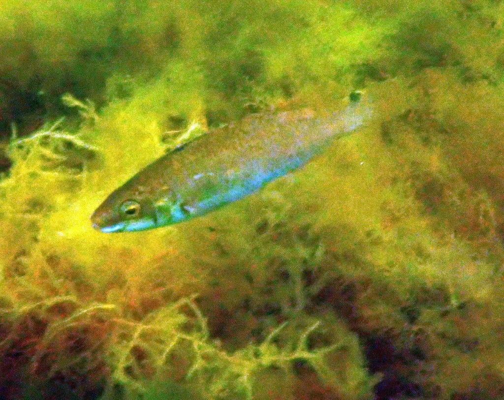 Goldsinny Wrasse