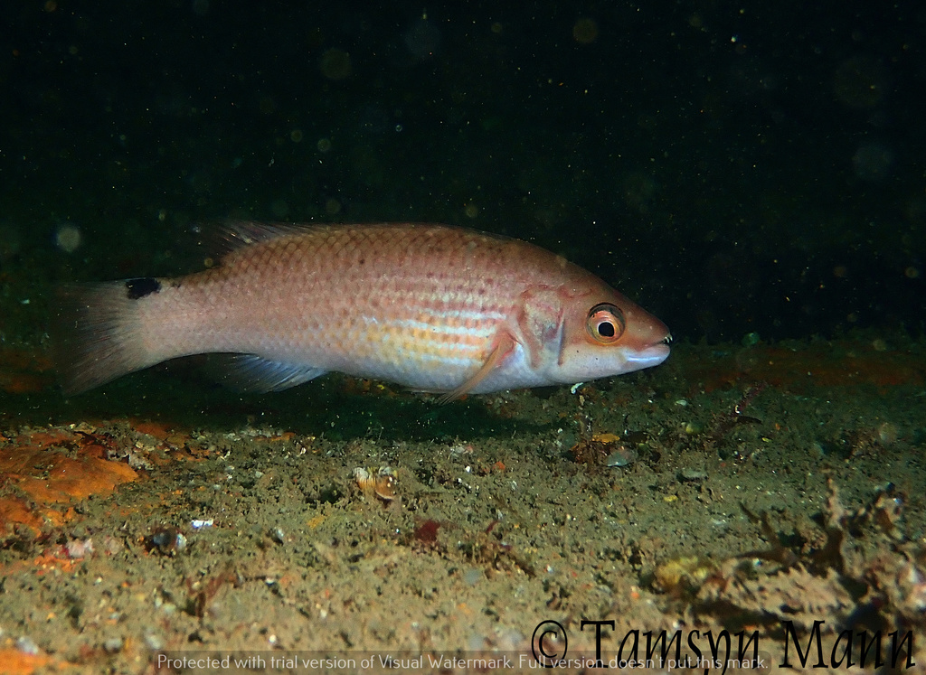 Goldsinny Wrasse