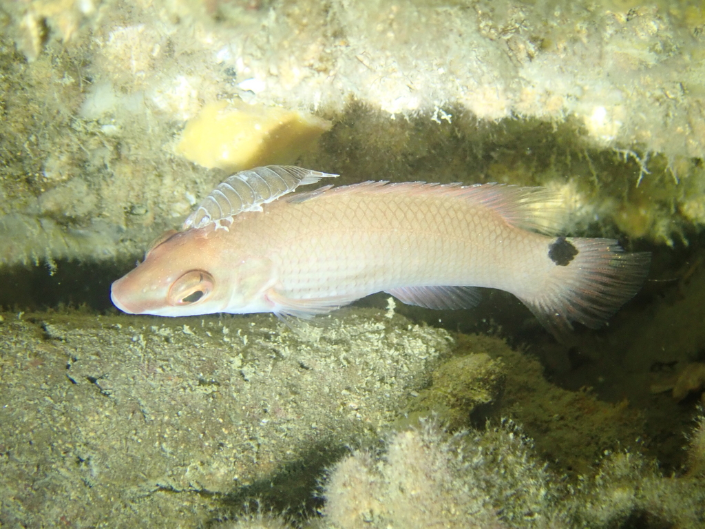 Goldsinny Wrasse