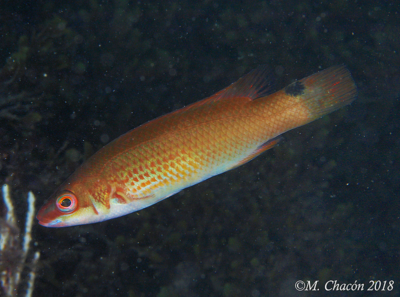 Goldsinny Wrasse