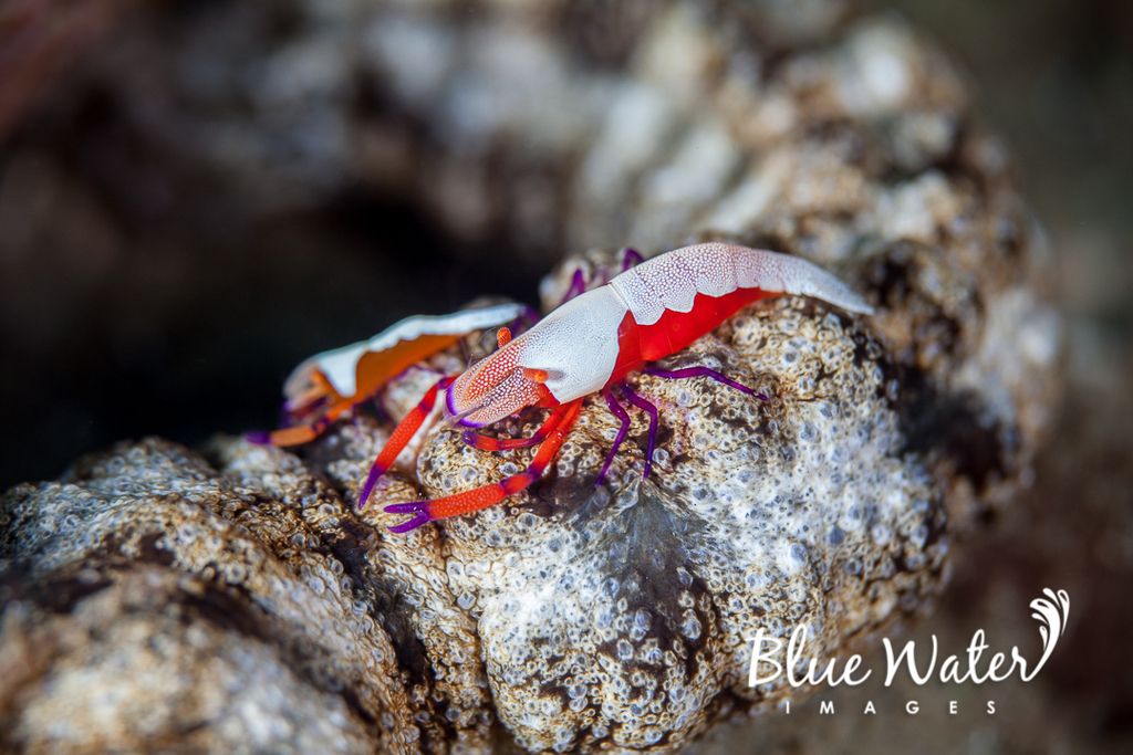 Emperor Shrimp