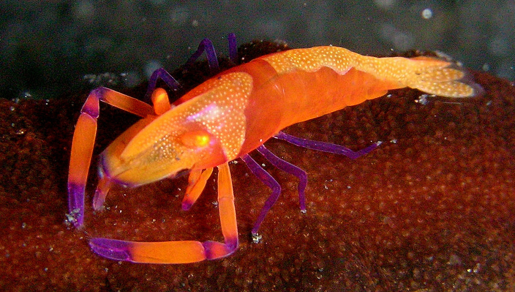 Emperor Shrimp