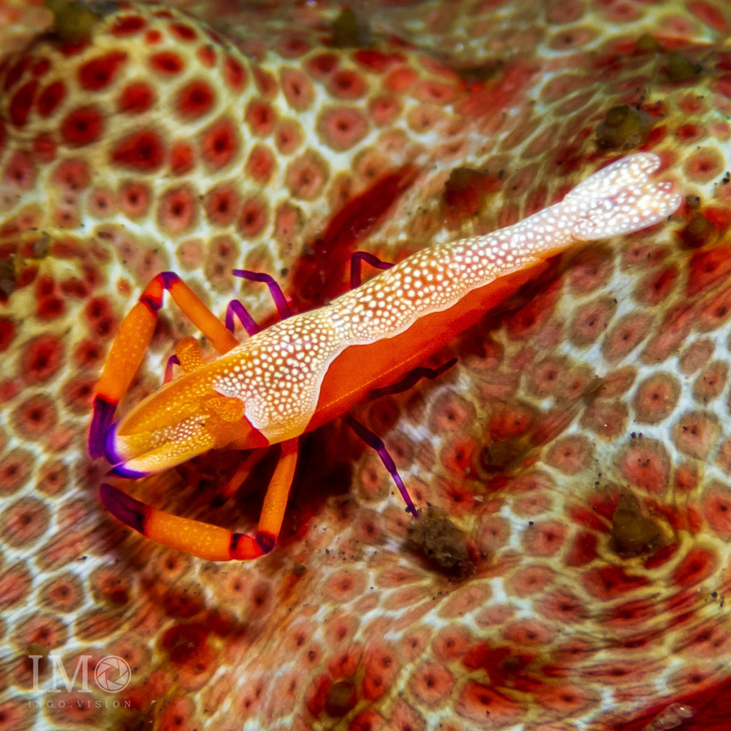 Emperor Shrimp