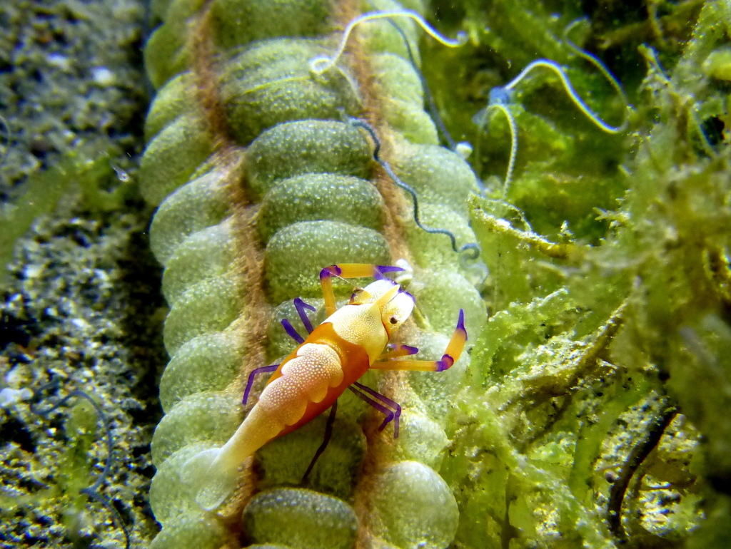 Emperor Shrimp