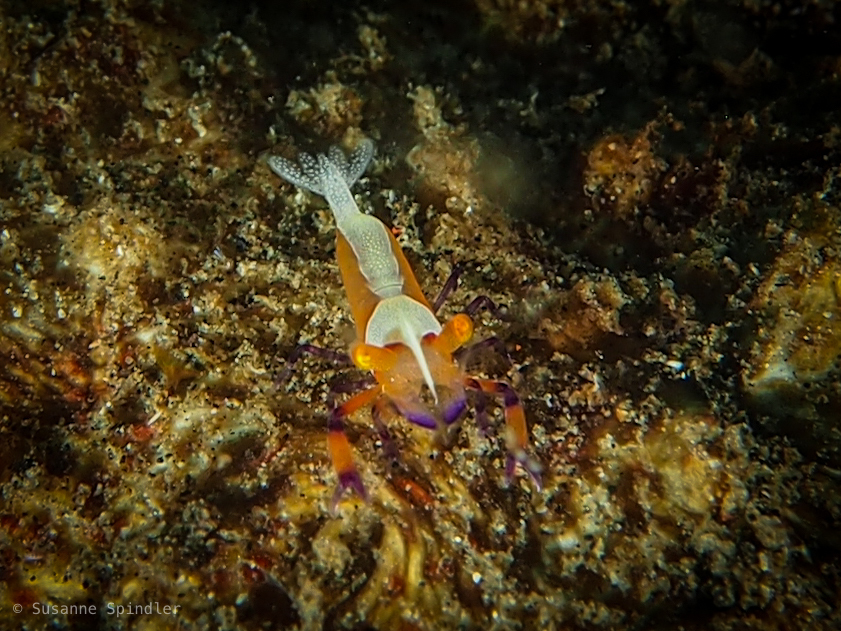 Emperor Shrimp