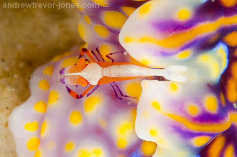 Emperor Shrimp