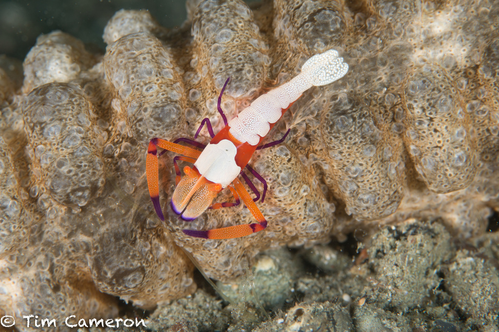 Emperor Shrimp