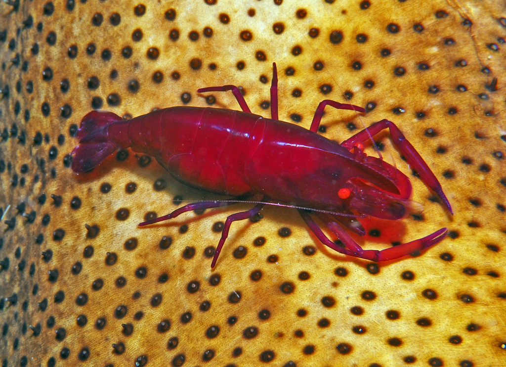 Emperor Shrimp