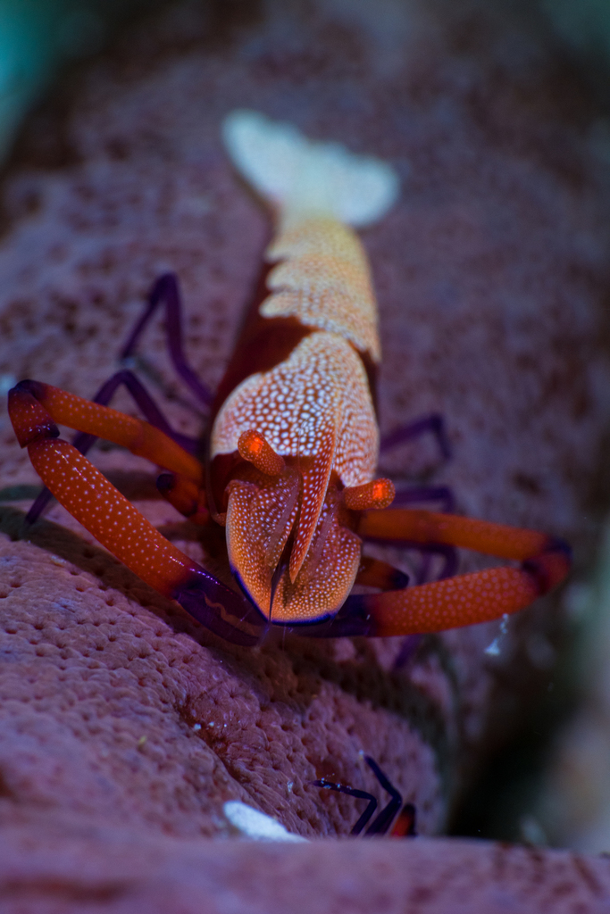 Emperor Shrimp