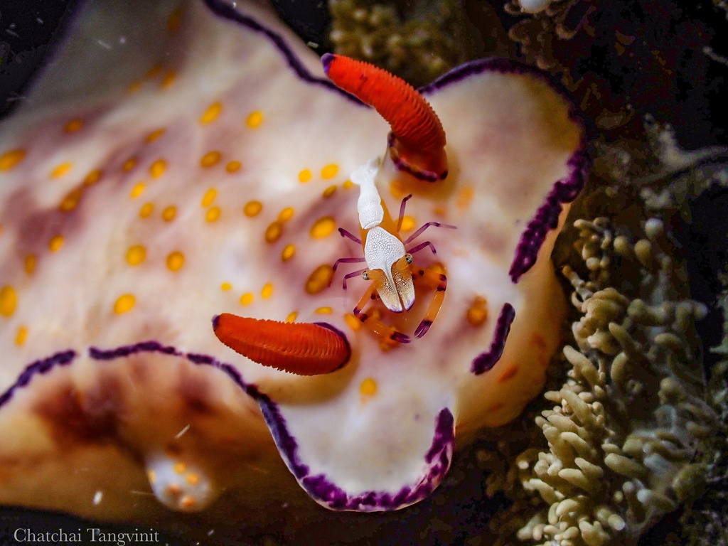 Emperor Shrimp