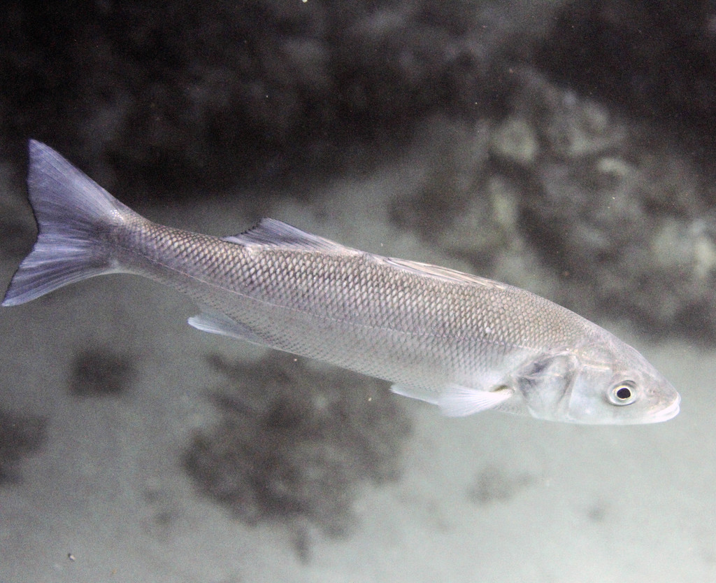 European Seabass