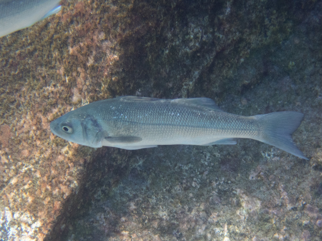 European Seabass