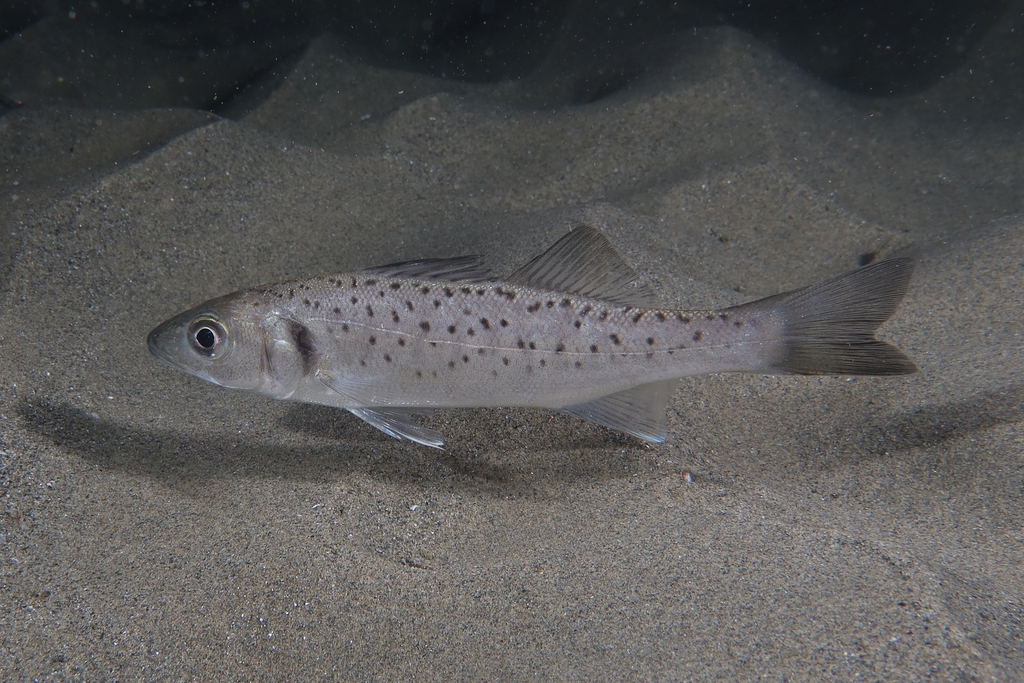 European Seabass