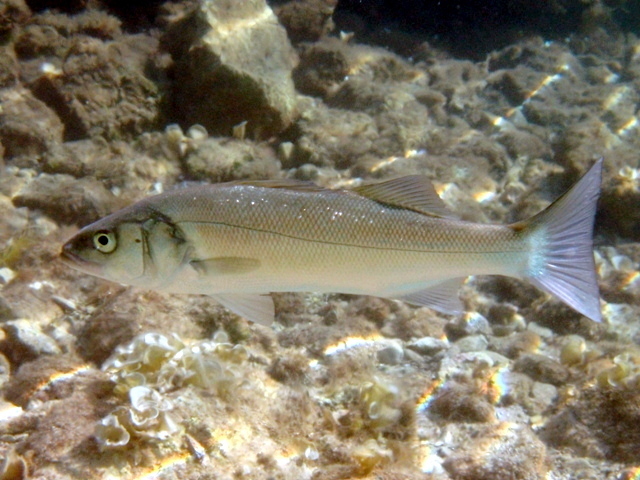 European Seabass