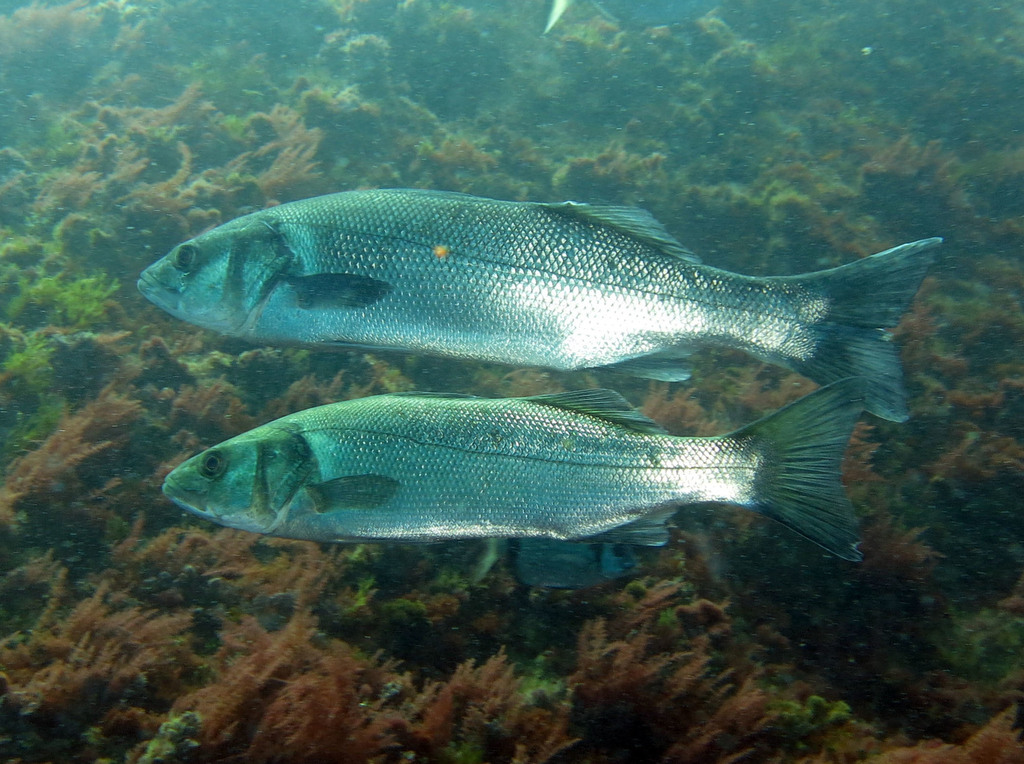 European Seabass