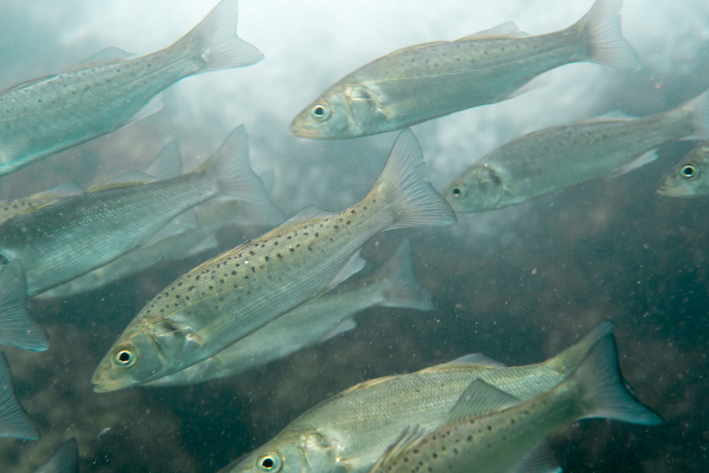 European Seabass