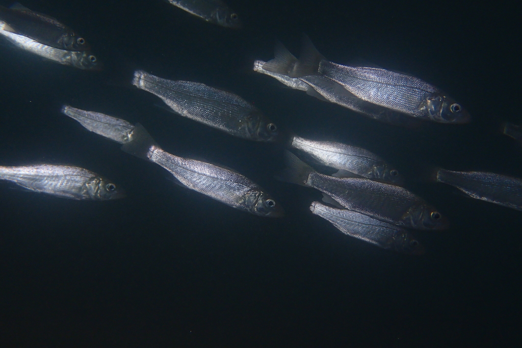 European Seabass