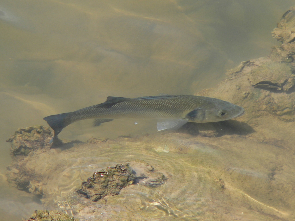 European Seabass